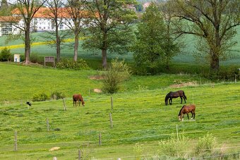 stajnie dla koni, źrebiąt i emerytów - 20