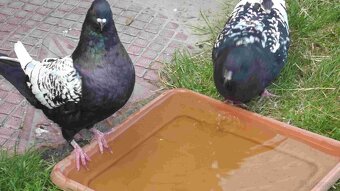 sprzedam gołębie - 20