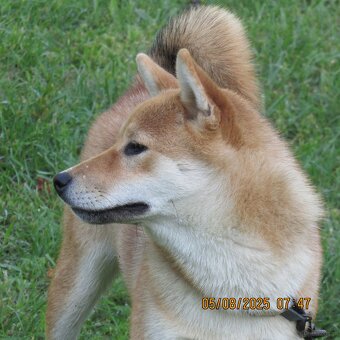 Shiba Inu czerwona, mała suczka o wielkim serduszku - 20