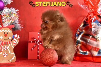 Pomeranian Boo – Szczenięta w kolorze CHOCOLATE & TAN | NOWO - 20