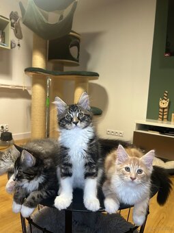 Maine Coon - 20