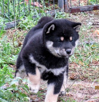 Shiba Inu, dziesięciomiesięczna suczka, czarna-podpalana - 20