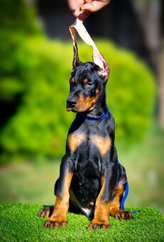 KUPIOWANE SZCZENIĘTA DOBERMANA Z RODOWODEM FCI - 20