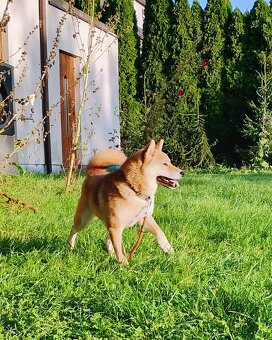 Shiba Inu czerwona, mała suczka o wielkim serduszku - 20