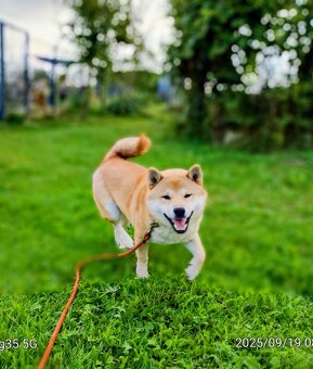 Shiba Inu, czerwony piesek - 20
