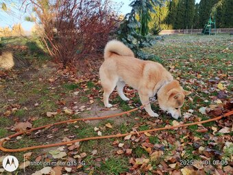 Shiba Inu, czerwony piesek - 20