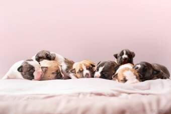 Szczenięta amstaff - 20