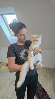 Maine coon - 20