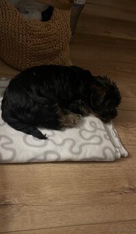 York Terrier - 2
