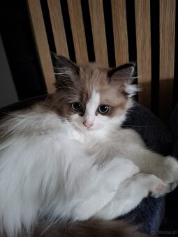 Kocięta Ragdoll - 2