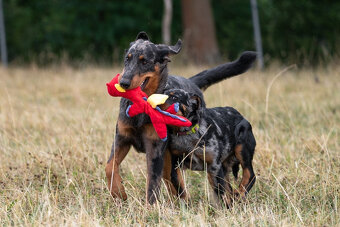 Beauceron - Owczarek francuski - 2