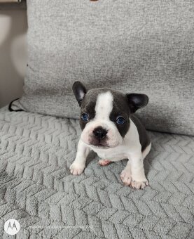Buldog Francuski - 2