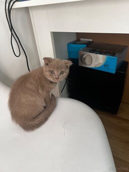 Kocięta brytyjski - 2