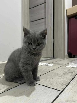 Śliczna kotka brytyjska niebieska - 2