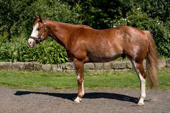 APH gelding - 2