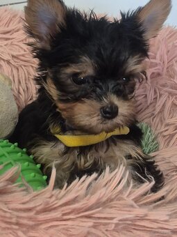 Yorkschire Terrier - 2