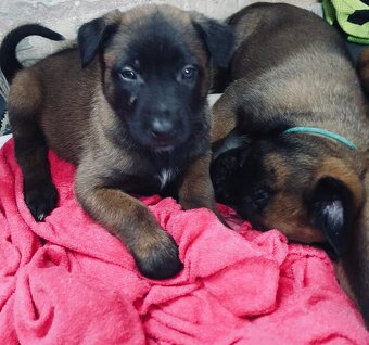 Owczarki belgijskie malinois - 2
