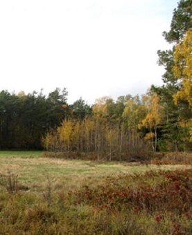 Działka budowlana 4200 m² – Zbiersk, gm. Stawiszyn - 2