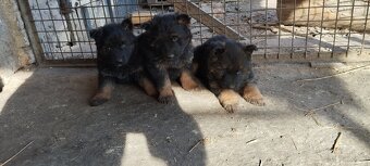 Sprzedam owczarki niemieckie szczeniaki długowłose - 2