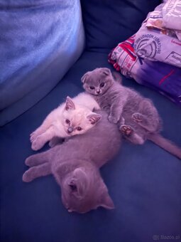 Kotki rasowe point - 2