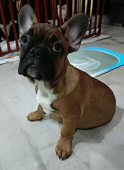 Buldogi Francuskie Szczenięta - 2