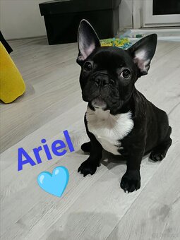 Buldogi Francuskie Szczenięta - 2