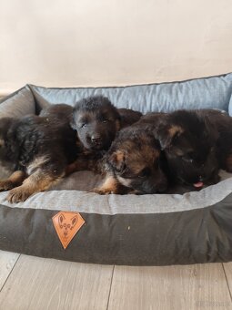 Sprzedam szczeniaki owczarka niemieckiego długowłose - 2