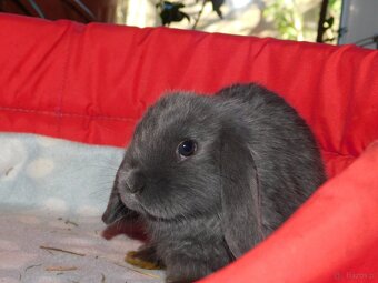 Cudne barank mini lop - 2