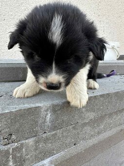 Szczeniaki border collie - 2