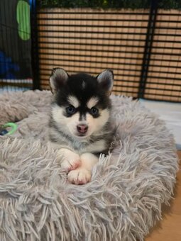 Szczenięta Pomsky - 2