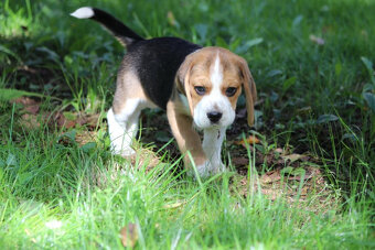 Beagle księżniczka po Championie  ZKwP (FCI) - 2