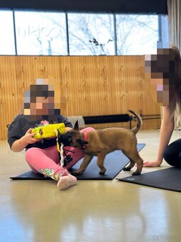 Owczarek belgijski z rodowodem FCI - 2