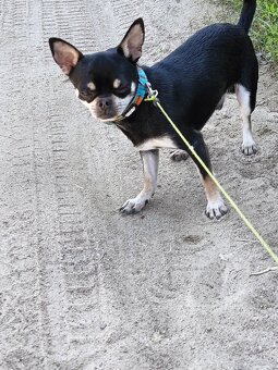 Witam Sprzedam pieska Chihuahua krótkowłosy - 2