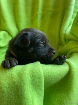 Australian kelpie - 2