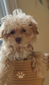 Szczenięta Maltipoo - 2