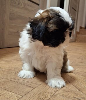 Shih-tzu - 2
