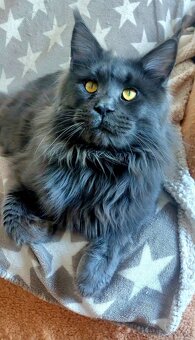 Reproduktor Maine Coon - 2