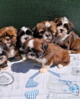 Szczenięta Shih-tzu - 2