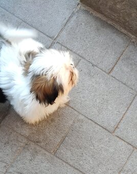 Suczka mieszanka pekińczyk shih-tzu - 2