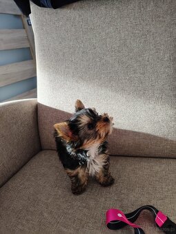 York -suczka szczenie - 2