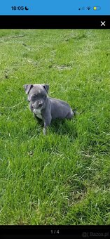Urocze szczenięta rasy American Pit Terrier - 2