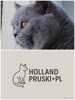Kocurek brytyjski - 2