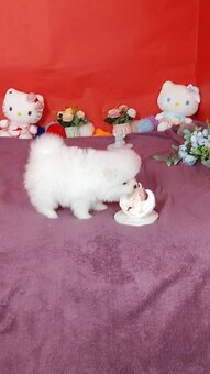 Dostępne szczenięta rasy pomeranian - 2