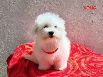 SUCZKA biała Coton De Tulear szczenię ZHPR UCI Kraków - 2