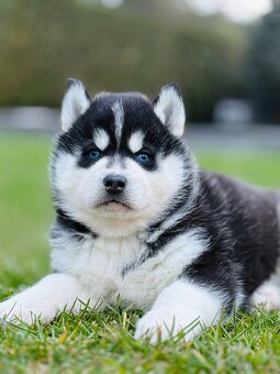 Siberian Husky ZKwP, haski suczka niebieskooka  FCI - 2