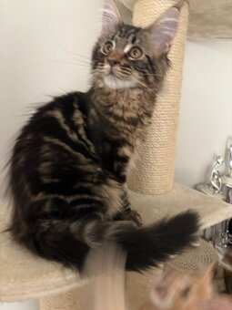 Maine Coon - 2