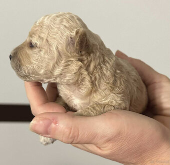 Bichpoo/ maltipoo / poochon - 2