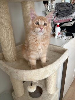 Kocurek Maine Coon - 2