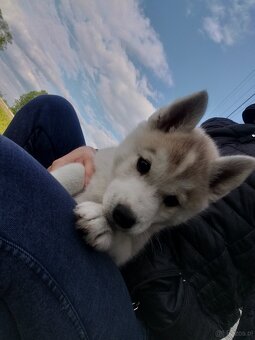 Suczka Siberian Husky - 2
