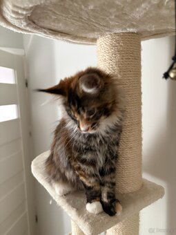 Kotka Maine Coon - 2